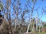 Flying Foxes - Barcaldine