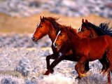 Die Herden der Rocky Mountains - Das Leben eines Mustangs