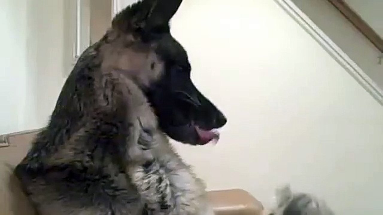 Morkie Playing with Snarling German Shepherd