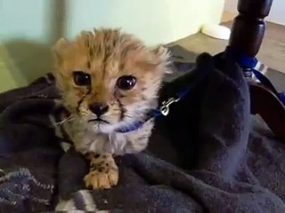 Cute baby cheetah meowing will melt your heart