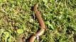 How to Catch a Slow Worm (Anguis fragilis)