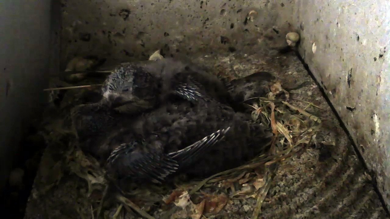 22.6.-18:58-0:12 Mauersegler - Kamera im Nistkasten - 2 Junge (REPLAY)