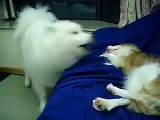 Dogs playing or fighting?
