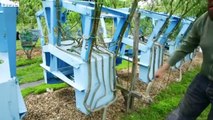 The man who grows trees into chairs