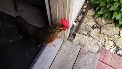 Un poulet qui vient de nulle part atterrit dans le garage de cet américain