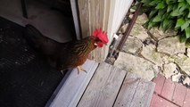 Un poulet qui vient de nulle part atterrit dans le garage de cet américain