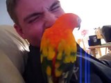 Father's Day special for a Bird Dad of Sun Conures