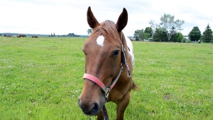 appaloosa