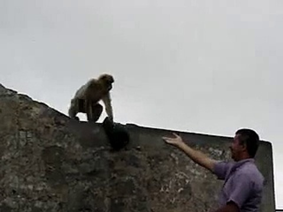 Monkey Hat Negotiation