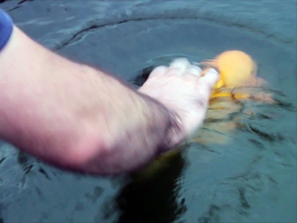 Un poisson joue à rapporter des objets !