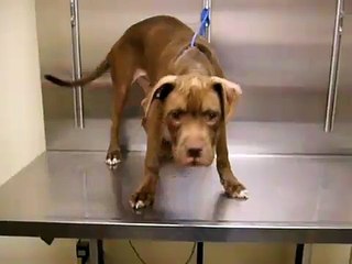 Parvo puppy Boss- pit bull