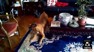 Funny Dogs 2015   Best Videos Funny Dog Compilation 2015   Top Funny Animals Videos