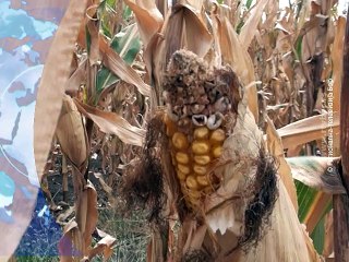 Vesti na vlaškom jeziku, 22. jun 2015. (RTV Bor)