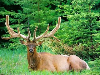 الليل يا ليلى