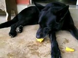 O cão chupando manga! (Dog sucking mango)