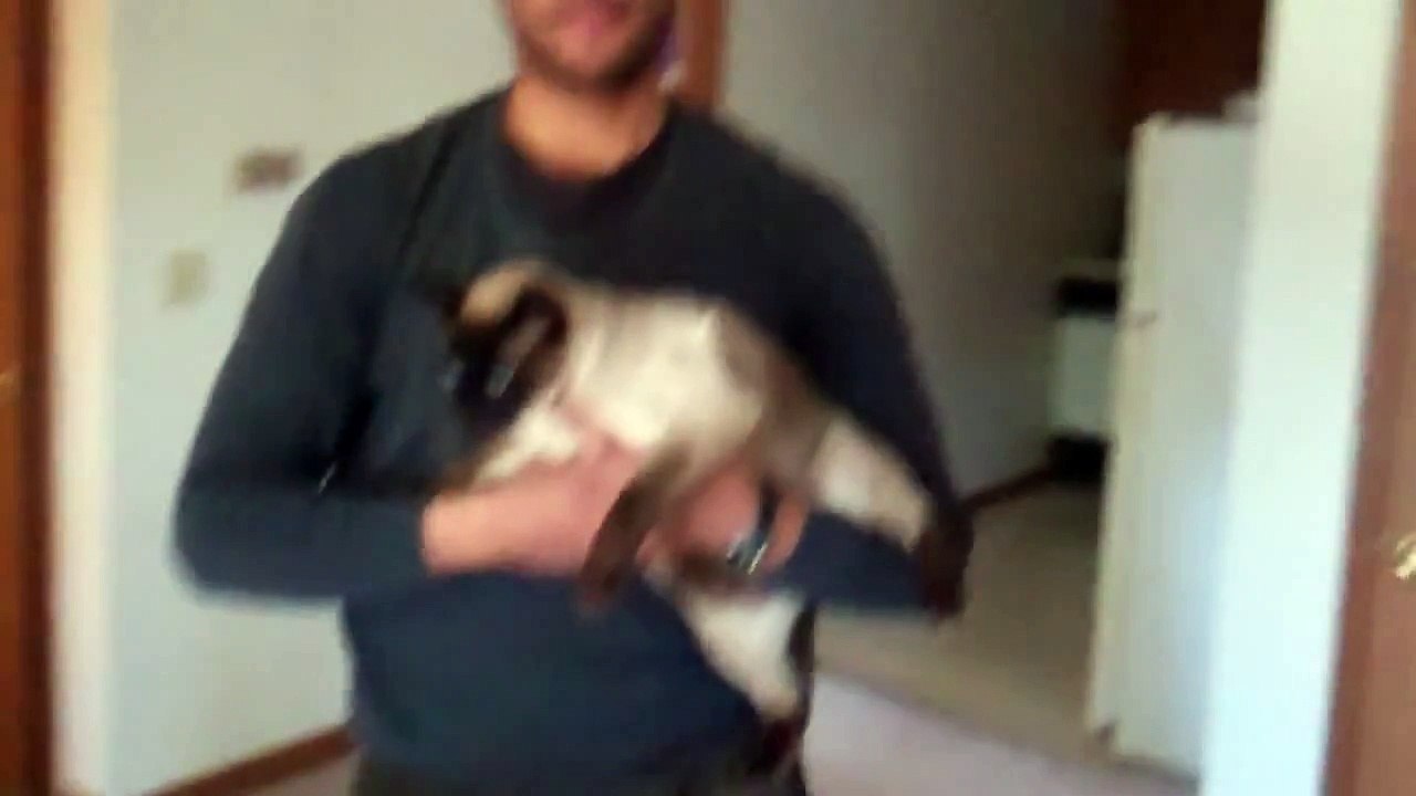 Man Bites Cat