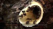 Bees busy at tree-trunk hive