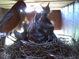 Robins Nest WebCam Mom feeding Babies Day 6