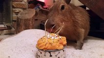 JoeJoe enjoying his cake for his 2nd birthday