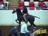 Tennessee Walking Horses For Sale 01-27-2014