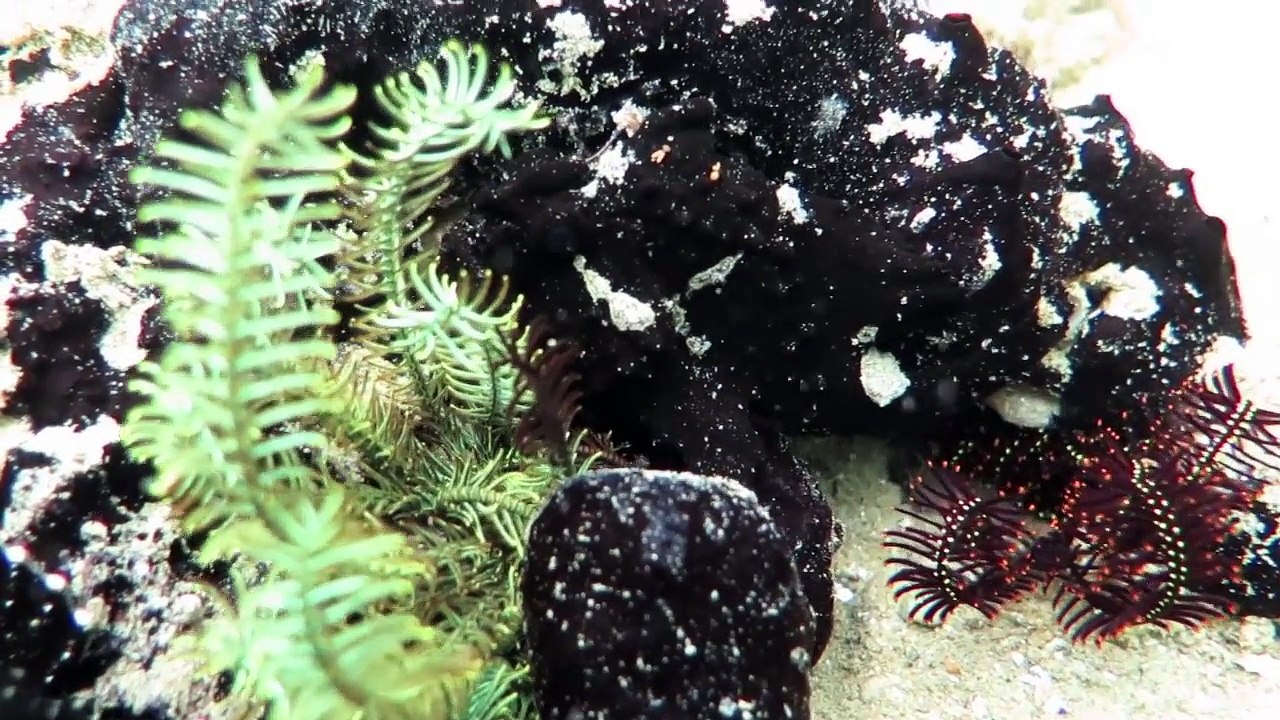 Ambon to Alor - Indonesia - part 1