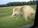 Stupid dog jumps out of the car, barrel ROLL !