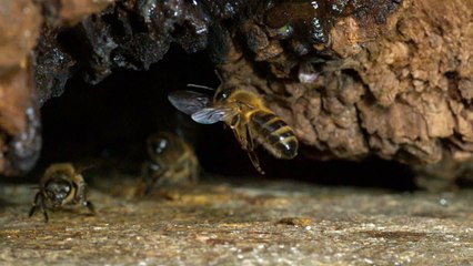 abeilles filmées en slow motion