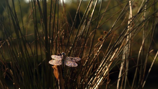 slow motion libellule