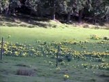 Mayne Island - Rainsford's field in spring with daffodils