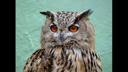 Sonido de la lechuza para niños - Sound of the owl