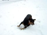 Ugo nella neve - Con Ugo Rottweiler