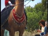 Santa Teresa Gallura caduta da cavallo durante festa folkloristica.wmv