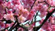 沖縄の桜：寒緋桜
