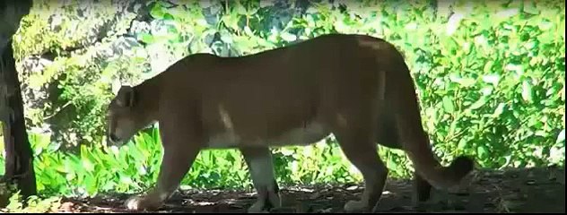 Lion vs Cheetah Best Animals Attack and Lion fight In Zoo !!!!