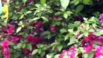 Hummingbird - Beija-flor