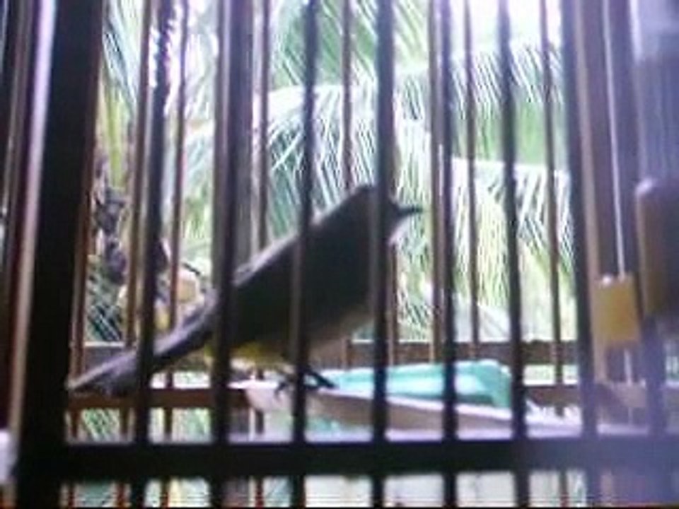 Merbah Kapur (Yellow-Vented Bulbul)01