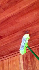 JUMPING  HUNTSMAN SPIDER ATTACKS MAN/BOY