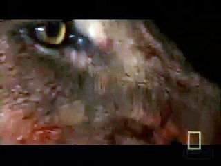 Lions vs Hyenas Interaction