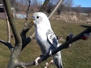 Grey Recessive Pied Budgie/Parakeet Outside (Pepper)