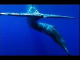 ORCAS VS SPERM WHALES - ATTACK ON A FEMALE AND HER YOUNG BULL CALF!