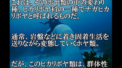 【神秘】海中をさまよう巨大な浮遊生物～ナガヒカリボヤ～【閲覧注意】巨大生物・未確認生物（UMA)・古代生物・謎の生物紹介チャンネル