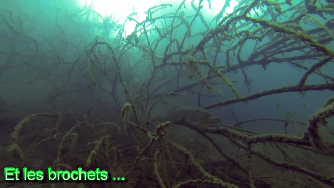 Gravière du Fort : gros brochets, perches, belle visibilité (GoPro)