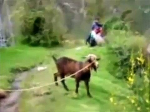 Les animaux font parfois de drôles de bruits