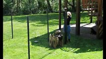 Dog Fences # Tosh.O Dog Climbs Fence \ Big R Dog Fence \\Big R Wireless Dog Fence