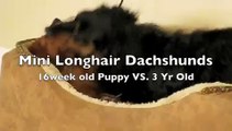 Cute Mini longhair Dachshunds playing with toy