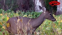 Sept 30 2013 Farming for Whitetails - Deer Hunting Extreme Food Plots