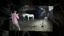 Pferde Fotografie