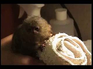 feeding time for the baby Pygmy Marmoset named Mico