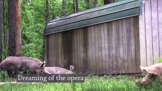 Hungry Pigs at The Pig Preserve - A Magical Sanctuary