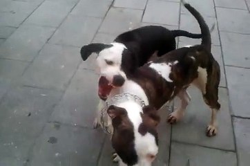 dogo argentino/stafford vs pitbull